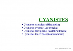 Cyanistes